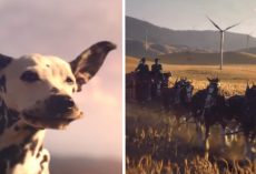 Budweiser Super Bowl Ad Features The Clydesdales And One Happy Pooch