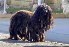 Abandoned Dog Began To Look Like A “Wookie” After 2 Years Alone On The Streets