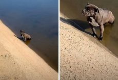 Owner Dumps Pit Bull In A Filthy Canal, Dog Sits In The Same Spot For Days