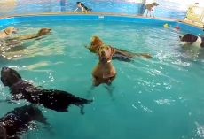 “Socially Awkward” Dog Stands Still In The Pool While Other Dogs Swim And Play