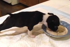 Boston Terrier Puppy Is Eating His Dinner and Mom Can’t Control Her Laughter