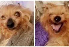 Tiny Dog Acts Like Cranky Teenager As Mom Tries To Get Him Out Of Bed Each Day