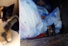 Owner Seals Kitten In A Tight Plastic Bag And Tosses Her Into The Garbage Truck