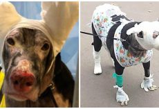 Pregnant Dog Gets 4 Hospice Patients Out Of Blaze But Firefighters Forget Her