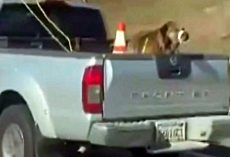 Dog Seen Tied Up In Truck Bed With Mouth Taped Shut As Owner Sped On Freeway