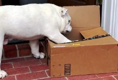 Bulldog Is Oddly Obsessed With The Weirdest “Toy”, So Dad Orders A Boxful Of It