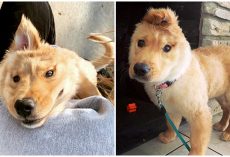 Golden ‘Unicorn’ Puppy Has One Ear At The Top Of Her Head
