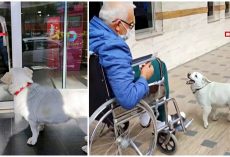 Devoted Dog Follows Ambulance & Waits Days Outside Of Hospital For Sick Owner