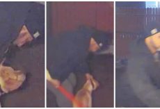 Dog Attempts To Run Away From Angry Man But Is Caught & Beaten With Broomstick