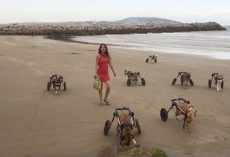 Disabled Dogs Go To The Beach For The First Time