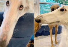 Meet Eris, The Borzoi Sighthound Dog With The World’s Longest Nose