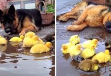 Dog Just Can’t Get Enough Of The New Ducklings, Watches Over Them Like An Angel