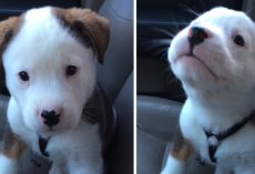 Cute Puppy’s First Bout With Hiccups Has Him Beside Himself With Frustration
