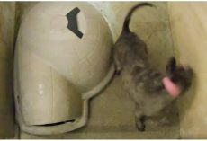 Blind Dog Spent 6 Yrs Spinning In Circles In Cement Room, Made Little Girl Cry