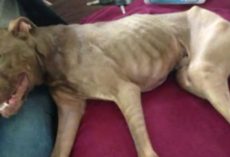 A Once Skeletal Dog Is Giving Back In A New Life As A Happy & Healthy Aladdin