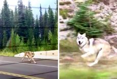 Grey Wolf Chases Family Car On Freeway, But Some Think He’s “Not A Wolf At All”