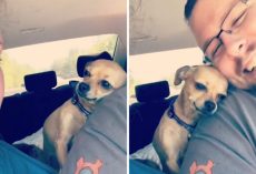 Little Pooch Isn’t Afraid To Let Wife Know That Husband Belongs To Her