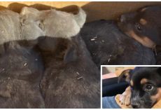 Rancher Says If Cops Don’t Come Get Box Of Abandoned Pups He’s Not Keeping Them