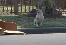 Abandoned Dog Sat On The Street Next To A Cardboard Box And Nothing Else