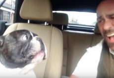 Dad Sings Along To Song On Radio, His Dog Waits For The Right Moment To Join In