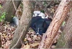Dog Too Weak To Move In Woods, Concealed Gifts That Were Depleting Her