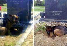 Dog Digs A Large Hole Underneath A Grave, But It’s Not For Any Deceased Owner