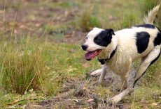 Dog Runs Up To Off-Duty Cop And Begs The Cop To Follow Him Back Into The Forest