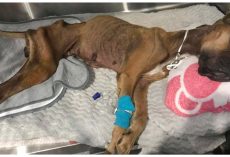 Family Dumps Nearly Lifeless Body Of Emaciated Great Dane & Runs Away