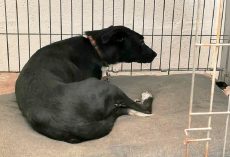 Nobody Wanted Frightened Pup With Abusive Past, So He Stopped Wagging His Tail
