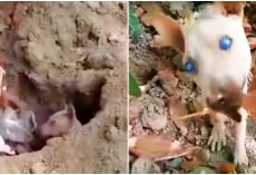 Cloudy-Eyed Dog Battled To See Unfair World, Dug A Dirt Hole & Resigned To Die