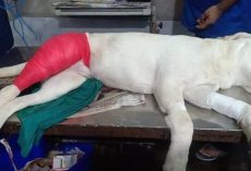 Man Beats His Puppy With Belt And Slams Him On The Ground For Pooping On Floor