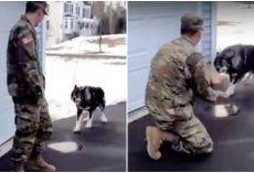Wolf-Dog Barks At Stranger And Didn’t Recognize His Military Dad He’s Been Missing