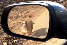 Owner Abandons Mama Pit Bull In The Middle Of Nowhere Just After She Gave Birth