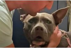 Pit Bull Returned To City Shelter Twice Is Inconsolable And Just Wants A Home
