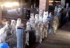 Puppy Mill Owner Cuts Off Dogs’ Vocal Cords So Their Barks Won’t Draw Attention