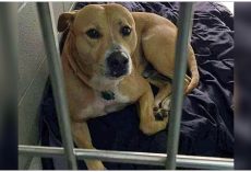 With Grueling Anxiety From Being In Shelter, He Just Wants A Family To Call His Own