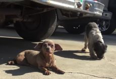 Senior Dog Abandoned For Having A Tumor, And They Dumped Her Friend Too