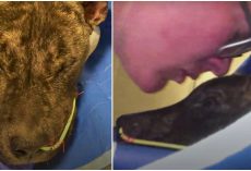 Woman Kissed Him & Said You’re Far From Alone As Unwanted Pit Fought To Survive