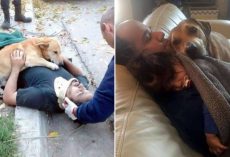 17 Photos Of Dogs Showing Unconditional Affection for People
