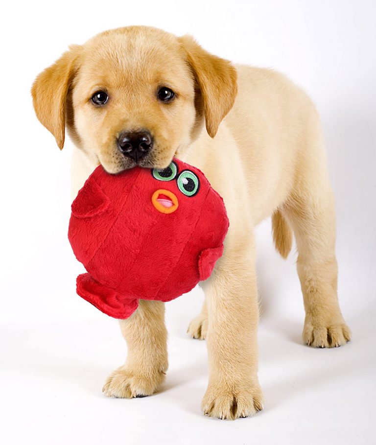 The 10 Best Dog Toys, According to Our Fans