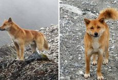Ancient Breed Of Singing Dog Spotted In Wild For First Time In 50 Years