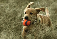 The 10 Best Dog Toys, According to Our Fans