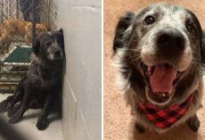 ‘Abandoned And Broken’ Shelter Dog Can’t Stop Smiling Once He Realizes He’s Found A Forever Home