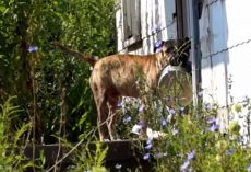 Abandoned Dog Carries Empty Bowl From Door To Door Hoping Someone Will Feed Him