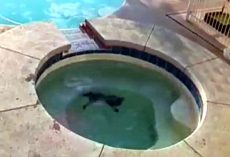 Man Shares Footage Of His Dog Drowning In A Hot Tub As A Warning To Dog Owners