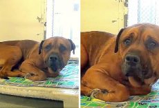 Dog Finds Out He Has Been Dumped At A Shelter And Real Tears Flow From His Eyes