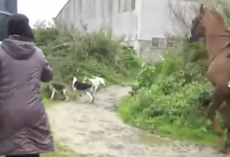 Woman Runs Into A Pack Of Dogs To Save A Fox As Hunters Yell At Her