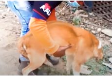 Baby Stuck In Dog’s Birth Canal Nearly Kills Her, Man Raced To Deliver The Rest