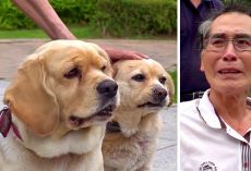 Elderly Man Dying Of Cancer Breaks Down While Saying Final Goodbye To His Dogs