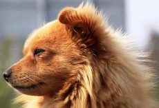 Dog Sits Alone At The Bus Stop Every Day And Weeps, Checks Every Bus That Stops